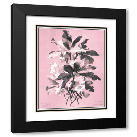Dussurgey Ellebore on Pink Black Modern Wood Framed Art Print with Double Matting by Dussurgey, Chabal