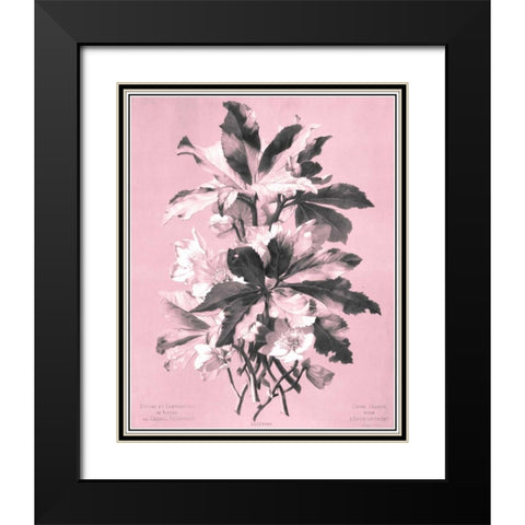 Dussurgey Ellebore on Pink Black Modern Wood Framed Art Print with Double Matting by Dussurgey, Chabal