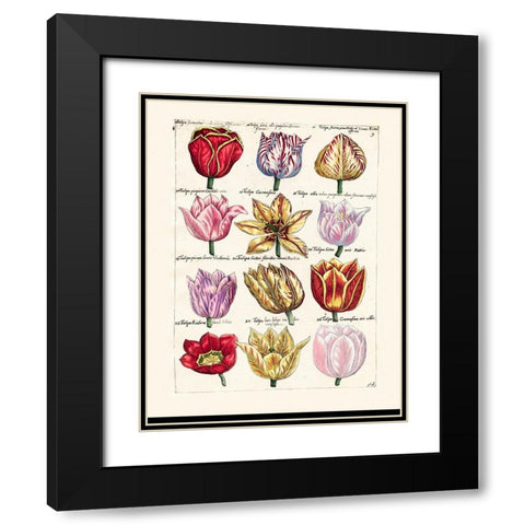 Tulips en Masse I Black Modern Wood Framed Art Print with Double Matting by Unknown