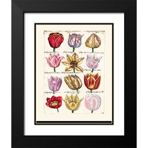 Tulips en Masse I Black Modern Wood Framed Art Print with Double Matting by Unknown