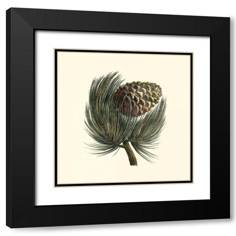 Pignon Pine Black Modern Wood Framed Art Print with Double Matting by Unknown