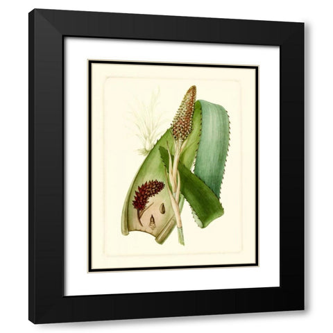 Exotic Flora I Black Modern Wood Framed Art Print with Double Matting by Vision Studio