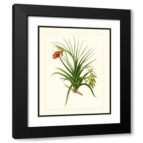 Exotic Flora III Black Modern Wood Framed Art Print with Double Matting by Vision Studio