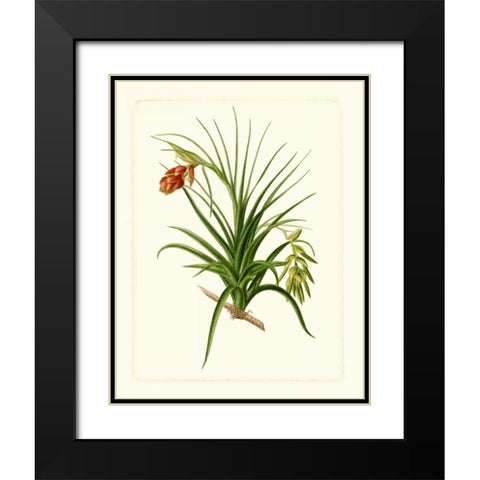 Exotic Flora III Black Modern Wood Framed Art Print with Double Matting by Vision Studio