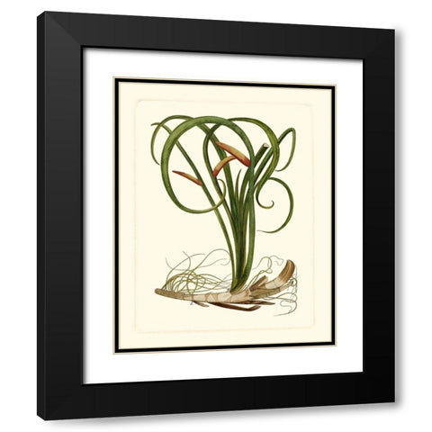 Exotic Flora VI Black Modern Wood Framed Art Print with Double Matting by Vision Studio