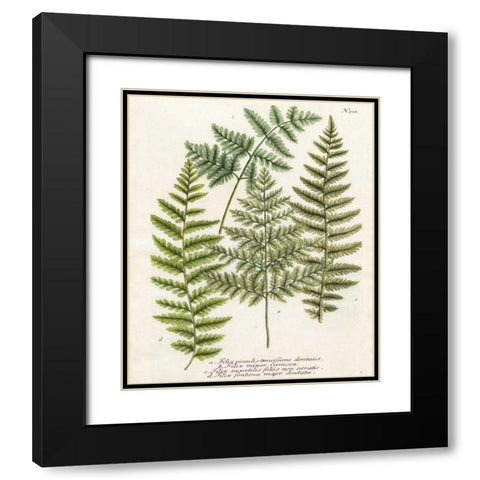 Fern Gathering I Black Modern Wood Framed Art Print with Double Matting by Weinmann