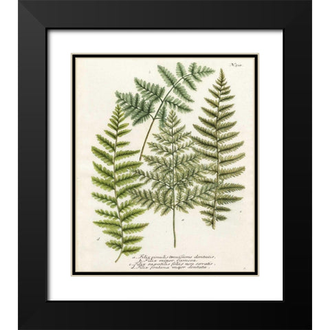 Fern Gathering I Black Modern Wood Framed Art Print with Double Matting by Weinmann