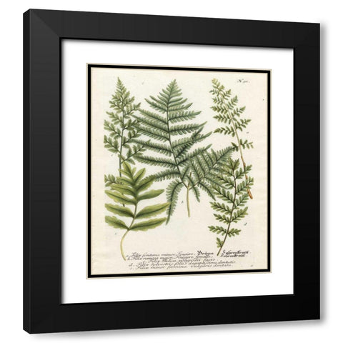 Fern Gathering II Black Modern Wood Framed Art Print with Double Matting by Weinmann