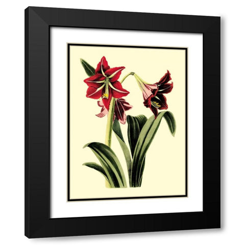 Royal Botanical Study I Black Modern Wood Framed Art Print with Double Matting by Cotton, B