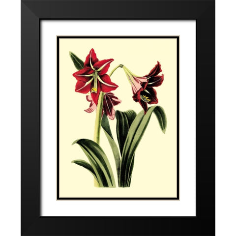 Royal Botanical Study I Black Modern Wood Framed Art Print with Double Matting by Cotton, B