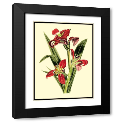 Royal Botanical Study II Black Modern Wood Framed Art Print with Double Matting by Cotton, B