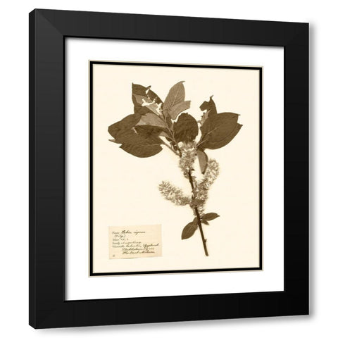 Pressed Flower Study I Black Modern Wood Framed Art Print with Double Matting by Vision Studio