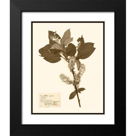 Pressed Flower Study I Black Modern Wood Framed Art Print with Double Matting by Vision Studio