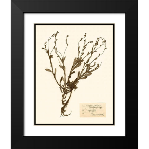 Pressed Flower Study II Black Modern Wood Framed Art Print with Double Matting by Vision Studio