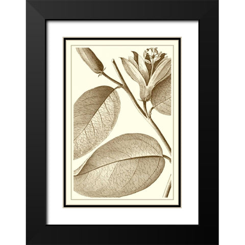 Cropped Sepia Botanical II Black Modern Wood Framed Art Print with Double Matting by Vision Studio