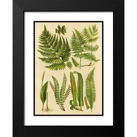 Fern Collection I Black Modern Wood Framed Art Print with Double Matting by Vision Studio