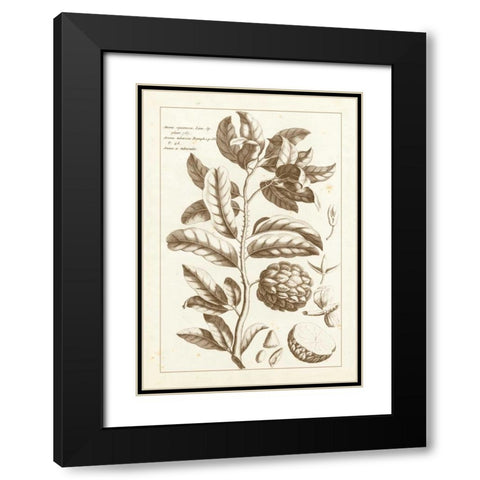 Sepia Buchoz Exotics I Black Modern Wood Framed Art Print with Double Matting by Buchoz, Pierre Josep