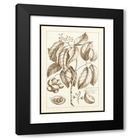 Sepia Buchoz Exotics II Black Modern Wood Framed Art Print with Double Matting by Buchoz, Pierre Josep