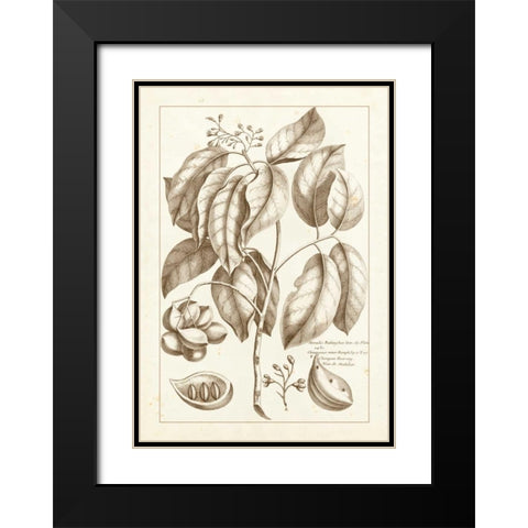 Sepia Buchoz Exotics II Black Modern Wood Framed Art Print with Double Matting by Buchoz, Pierre Josep