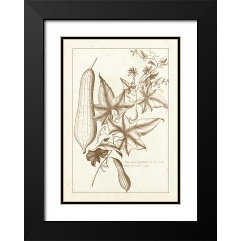 Sepia Buchoz Exotics IV Black Modern Wood Framed Art Print with Double Matting by Buchoz, Pierre Josep