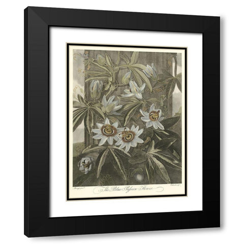 Blue Passionflower (A) Black Modern Wood Framed Art Print with Double Matting by Thornton, Robert J.