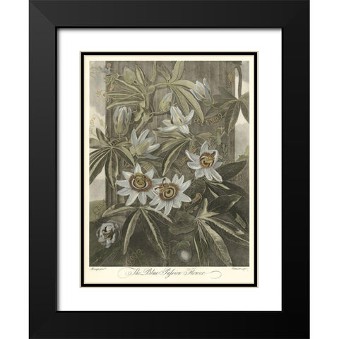 Blue Passionflower (A) Black Modern Wood Framed Art Print with Double Matting by Thornton, Robert J.