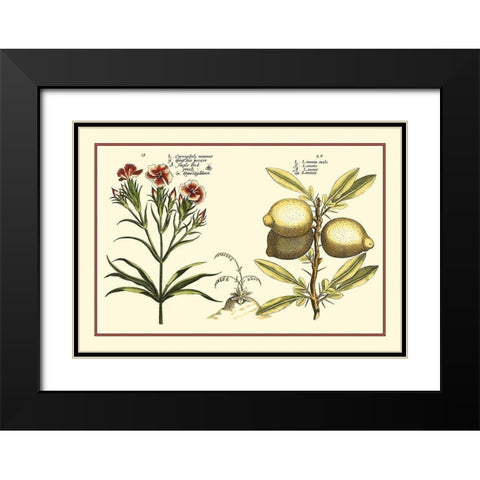 Garden Botanica IV Black Modern Wood Framed Art Print with Double Matting by Vision Studio
