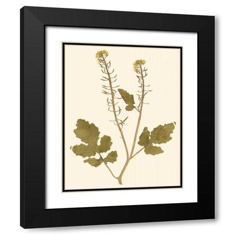 Pressed Botanical I Black Modern Wood Framed Art Print with Double Matting by Vision Studio