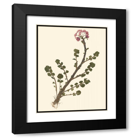 Pressed Botanical II Black Modern Wood Framed Art Print with Double Matting by Vision Studio