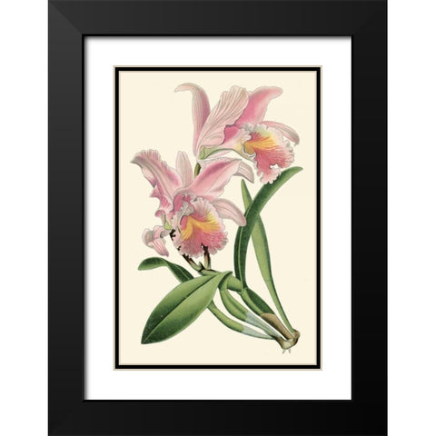 Delicate Orchid III Black Modern Wood Framed Art Print with Double Matting by Vision Studio
