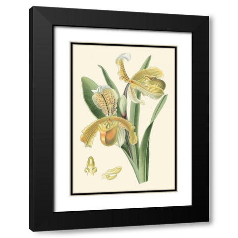 Delicate Orchid IV Black Modern Wood Framed Art Print with Double Matting by Vision Studio