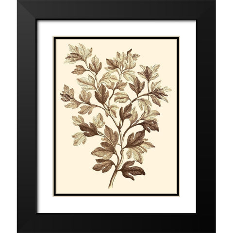 Sepia Munting Foliage I Black Modern Wood Framed Art Print with Double Matting by Munting, Abraham