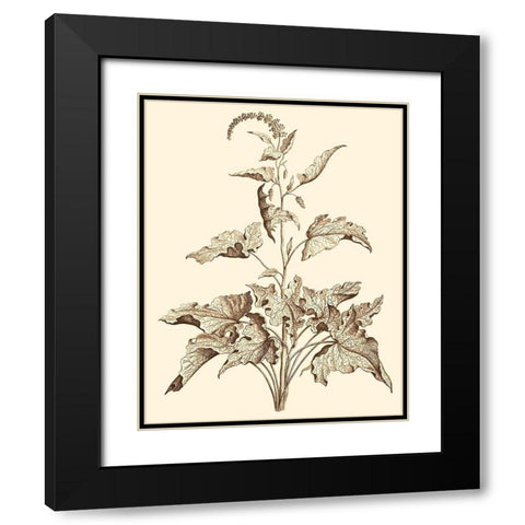 Sepia Munting Foliage II Black Modern Wood Framed Art Print with Double Matting by Munting, Abraham
