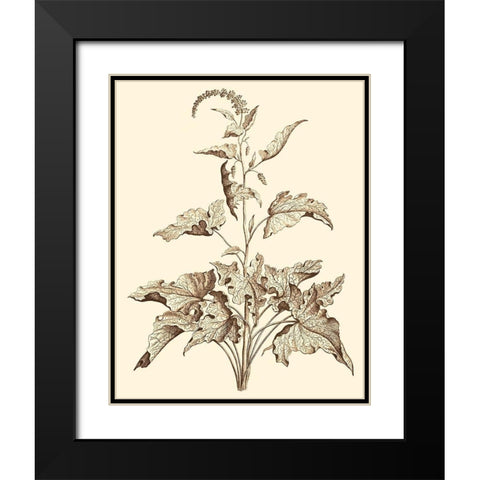 Sepia Munting Foliage II Black Modern Wood Framed Art Print with Double Matting by Munting, Abraham