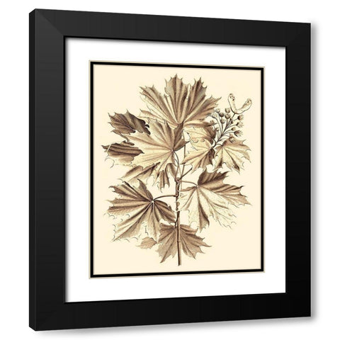 Sepia Munting Foliage V Black Modern Wood Framed Art Print with Double Matting by Munting, Abraham