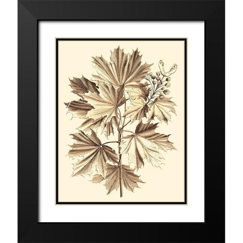 Sepia Munting Foliage V Black Modern Wood Framed Art Print with Double Matting by Munting, Abraham