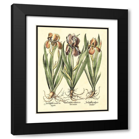 Bulb Garden II Black Modern Wood Framed Art Print with Double Matting by Besler, Basilius