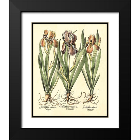 Bulb Garden II Black Modern Wood Framed Art Print with Double Matting by Besler, Basilius