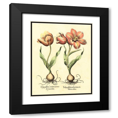 Bulb Garden III Black Modern Wood Framed Art Print with Double Matting by Besler, Basilius