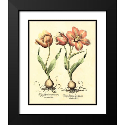 Bulb Garden III Black Modern Wood Framed Art Print with Double Matting by Besler, Basilius