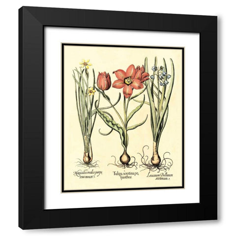 Bulb Garden IV Black Modern Wood Framed Art Print with Double Matting by Besler, Basilius