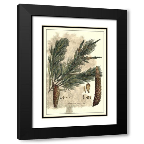 Antique Weymouth Pine Tree Black Modern Wood Framed Art Print with Double Matting by Miller, John