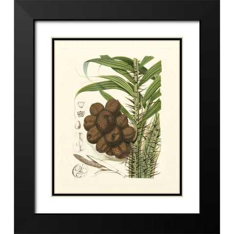 Island Fruits I Black Modern Wood Framed Art Print with Double Matting by Hoola Van Nooten, B.