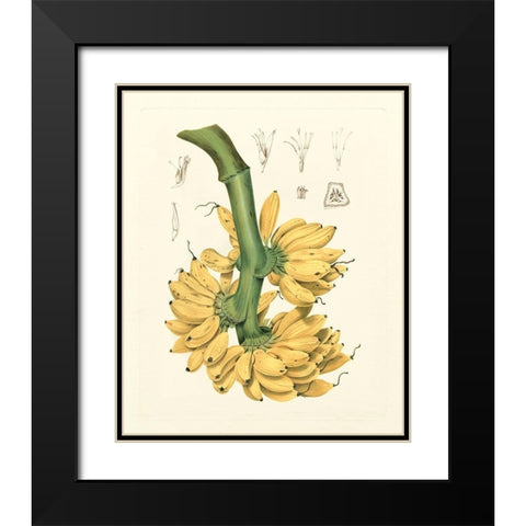 Island Fruits II Black Modern Wood Framed Art Print with Double Matting by Hoola Van Nooten, B.