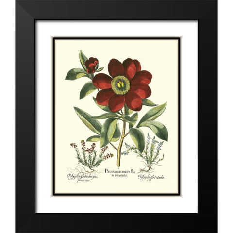 Red Besler Peonie I Black Modern Wood Framed Art Print with Double Matting by Besler, Basilius