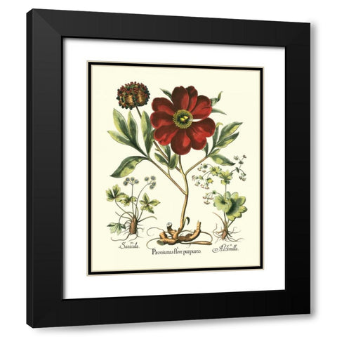 Red Besler Peonie II Black Modern Wood Framed Art Print with Double Matting by Besler, Basilius