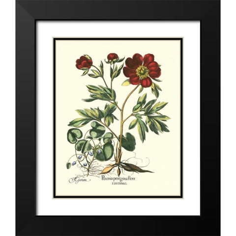 Red Besler Peonie III Black Modern Wood Framed Art Print with Double Matting by Besler, Basilius