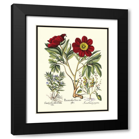 Red Besler Peonie IV Black Modern Wood Framed Art Print with Double Matting by Besler, Basilius