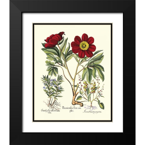 Red Besler Peonie IV Black Modern Wood Framed Art Print with Double Matting by Besler, Basilius