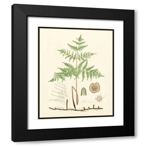 Eaton Ferns III Black Modern Wood Framed Art Print with Double Matting by Eaton